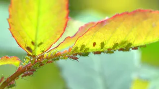 Эффективные методы борьбы с галловой тлей на смородине: советы опытных садоводов