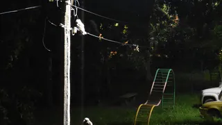 Совы облюбовали город - обнаружен еще один выводок совят