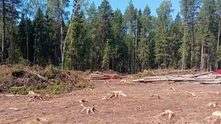 В Гороховецком районе арендатор леса создал угрозу пожара при заготовке древесины