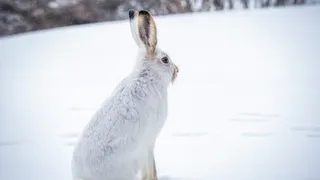 В Петушинском районе мужчина случайно застрелил приятеля вместо зайца