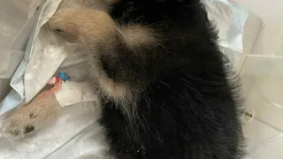 Ужасающая жестокость: в Рязани щенка выкинули из окна за то, что он укусил хозяйку