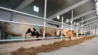 В Нижнекамском районе появились еще три семейные фермы