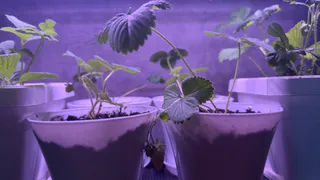 Больше не делаю "жирный" грунт для рассады: воздушная подушка и хитрый трюк с поливом - корни крепкие и листья сочные