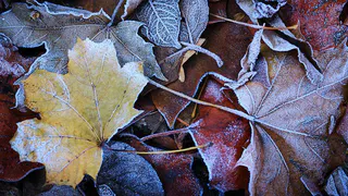 5 ноября в Рязанской области ожидаются осадки, гололедица и +4