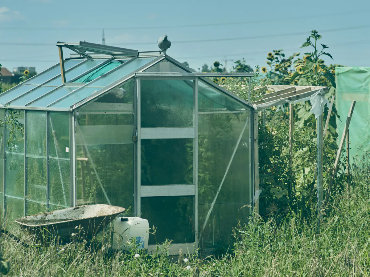 Зачем в теплицу всегда ставили бочку с водой: причина не только в поливе