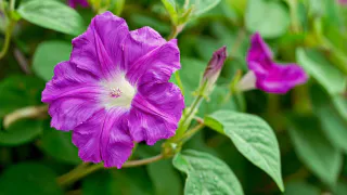 Лучше петуний и тюльпанов: цветок, который привлечет внимание всех соседей