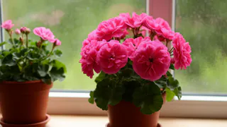 Герань будет пышно цвести весь год: добавьте всего пару капель этого средства в воду