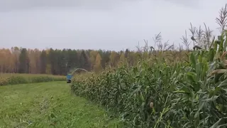 Коми собирает урожай кукурузы: южная культура хорошо прижилась в регионе