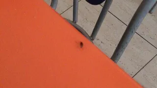 Поступила жалоба на тараканов, которыми кишит столовая школы №60