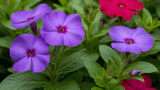 Отказался от петунии ради 4 ампельных цветов: за 15 лет выращивания нашел им идеальную замену