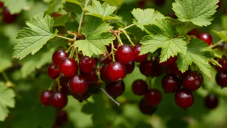 Этот "сорняк" под кустами смородины — не враг, а лучший друг. Почему его специально выращивают в питомниках