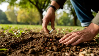 Осенью кладу под каждую яблоню эту «таблетку»: парша исчезает на 5 лет вперед, а на урожай ведер не хватает