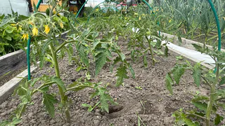 1 г на 10 л и опрыскала помидоры во время цветения: ломятся от урожая даже в плохое лето