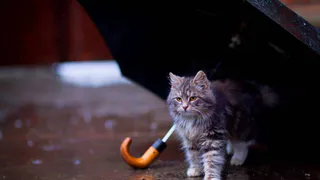 Брянцам на завтра прогнозируют ливни и град