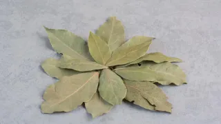 Лавровый лист всегда держу в кошельке — и вам советую: вот как это действует — странно, но факт