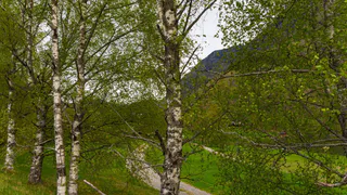 В Красной Горбатке суд обязал арендатора возместить ущерб за вырубку 14 берёз