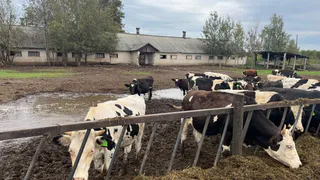 В Ковровском районе предотвратили вспышку инфекционного заболевания рогатого скота