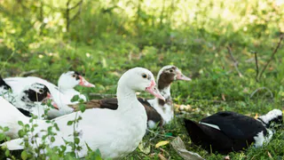 «Черкизово» требует через суд продать ему челябинские «Утиные фермы»: судьба компании по-прежнему под вопросом