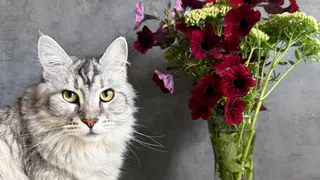 Почему кошки спят в ногах у человека - запомните раз и на всю жизнь