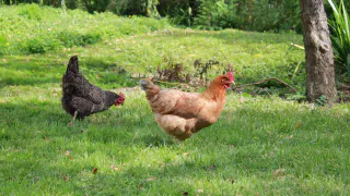 "Куриный геноцид": птицефабрики массово уничтожают несушек — кто виноват в этом кошмаре