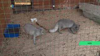 В Ухте поселились парочки пятимесячных песцов и норок