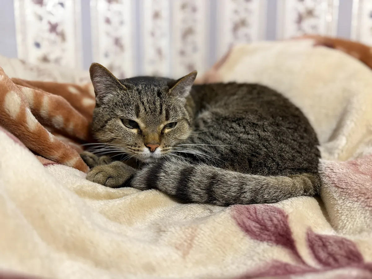 Кошка постоянно спит на хозяине? Вот что она пытается сказать этим