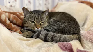 Вот как кошки решают, с кем из хозяев спать и что влияет на их выбор        