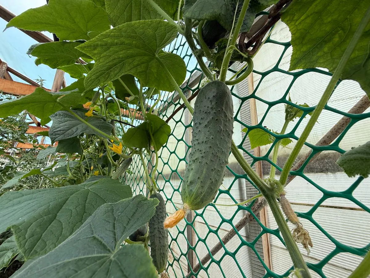 Из ранних сортов огурцов сею постоянно только 2: всхожесть 100%, зеленцы через месяц – предел мечты
