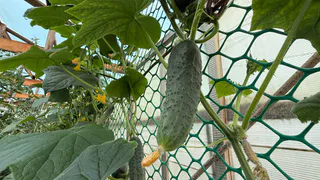 Из ранних сортов огурцов сею постоянно только 2: всхожесть 100%, зеленцы через месяц – предел мечты
