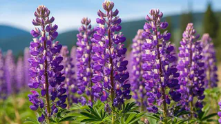 Эти многолетники смело сейте в июне, зацветут как по расписанию и будут радовать не один год   