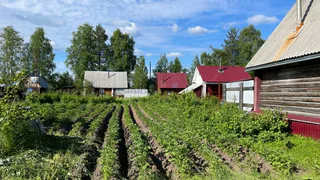 Этот вкусный овощ убивает ваши органы: а мы его уплетаем, ещё и в десерты добавляем