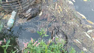 В Черезовских прудах Рязани заметили массовую гибель уток