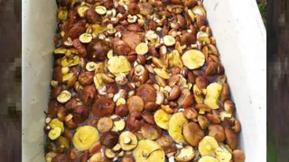 Семья из Рязани похвасталась удачным походом в лес: шесть ведер за два часа