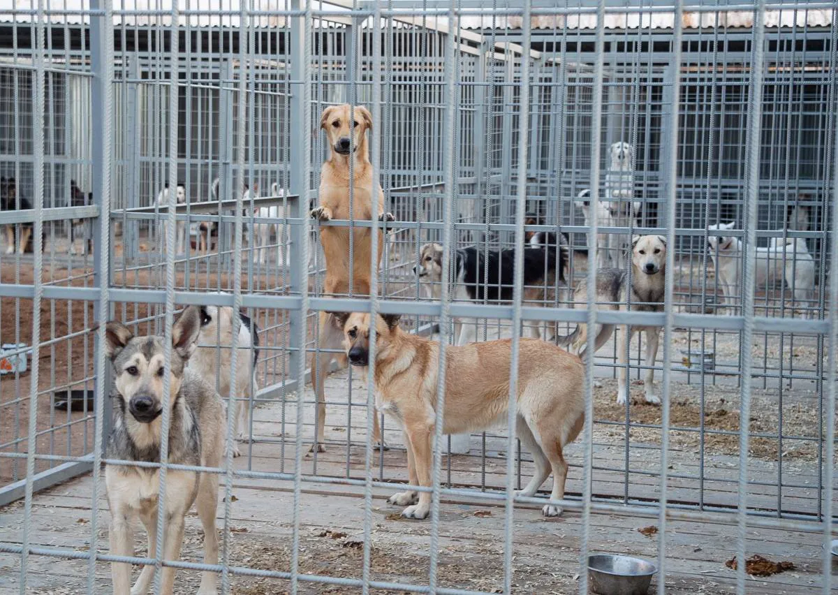 В Нижнекамске завершается строительство нового приюта для бездомных собак