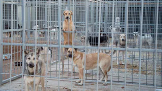 В Нижнекамске завершается строительство нового приюта для бездомных собак
