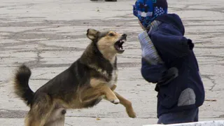В Ухте бродячие собаки напали на девочку