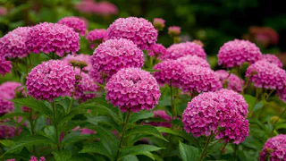 Этот дивный многолетник - королева сада: цветет яркими лиловыми шарами и пахнет свежим медом на весь массив