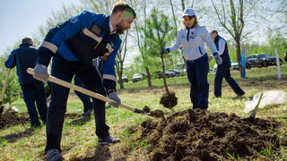 В Нижнекамске к годовщине Победы высадили 76 сосен 