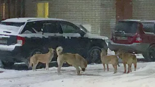 Стаи четвероногих бродяг атакуют жителей города