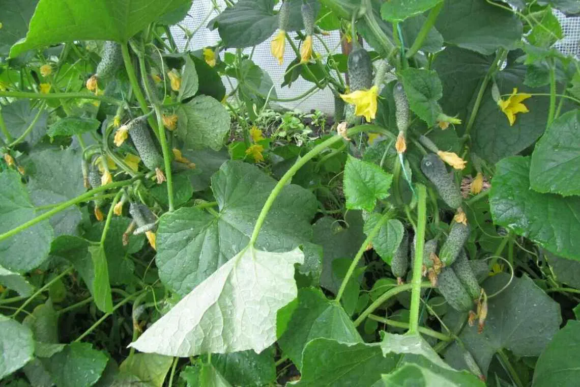 Растворяю в воде дешевую аптечную таблетку, поливаю — и собираю огурцы до самых заморозков