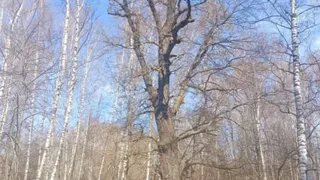 250-летний зелёный исполин представляет Чувашию в престижном конкурсе