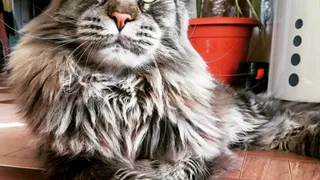 Ричард, Алмаз, Теффи и еще девять зверей читателей Pro Города