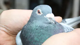 Голубь рязанца стал чемпионом