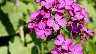 Герани весной – первым делом: вставили по таблетке в горшок — чахлые старушки и молодые черенки будут обгонять друг друга в цветении все лето