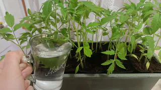 Бросаем 1 ложку в лунку — огурцы с помидорами плодоносят как «сумасшедшие» все лето — больше никакие подкормки не нужны