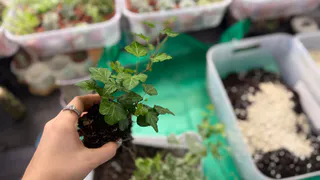 5 ошибок, из-за которых гниют комнатные растения зимой: устранила все до единой и любуюсь на оранжерею цветов