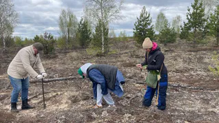 Пять тысяч молодых сосен высадили волонтеры в заказнике Вязниковского района
