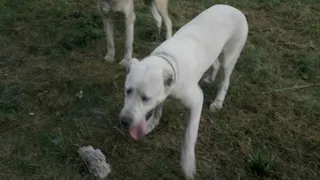 Брянский участковый застрелил алабаев, покусавших двух человек