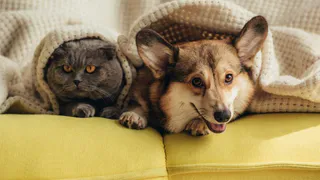 Пенсионерка завещала все свои деньги собакам и кошкам