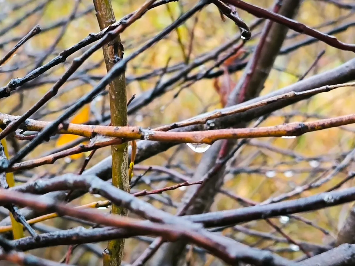 Антициклон сдает позиции: синоптики прогнозируют похолодание и первые весенние дожди